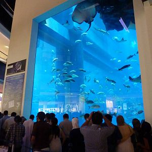 Dubai mall aquarium viewing window