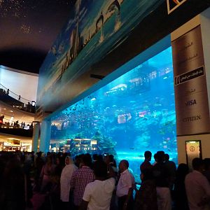 Dubai mall aquarium viewing window