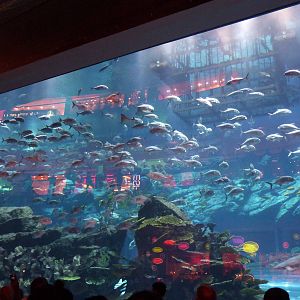 Dubai mall aquarium viewing window