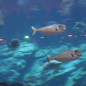 Bulbnose unicornfish