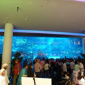 Dubai mall aquarium viewing window