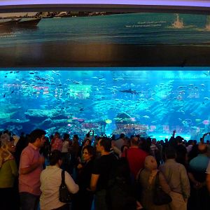 Dubai mall aquarium viewing window