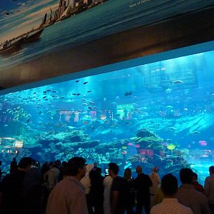Dubai mall aquarium viewing window