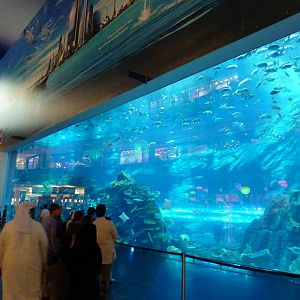Dubai mall aquarium viewing window