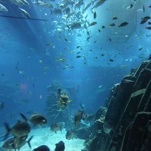 Dubai mall aquarium tank