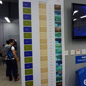 Sandtiger shark ID guide