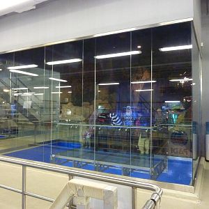 Viewing window from underwater zoo