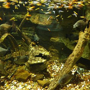 Red-bellied piranha & guppy tank