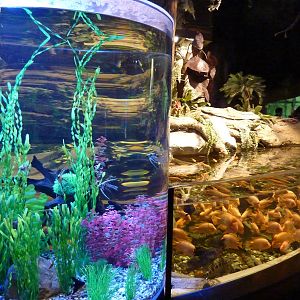 Standard combination