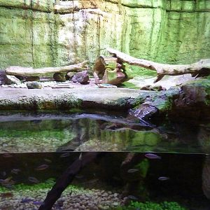 Coypu enclosure
