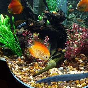 Discus, fire eel & tetra tank