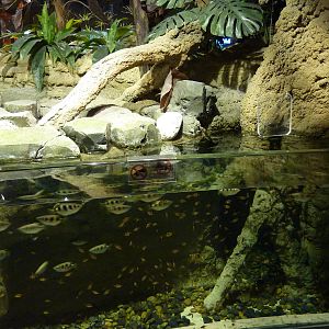 Archerfish & tiger barb