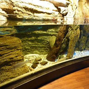 African freshwater tank