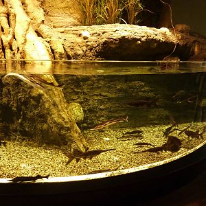Paddlefish & sterlet tank