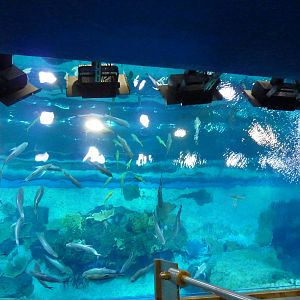 Looking down into the main tank