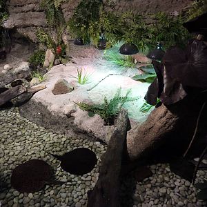 Cuvier's dwarf caiman enclosure