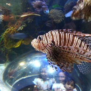 Lionfish