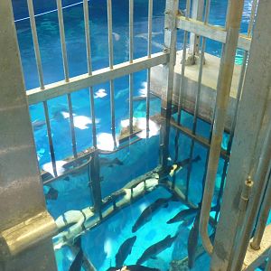 Snorkelling cage in main tank