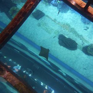 Floor of cage & main tank