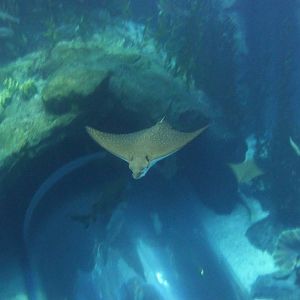 Spotted eagle ray