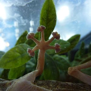 Why it's called a fan-footed gecko.