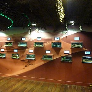 Native reptile, amphibian and invertebrate enclosures