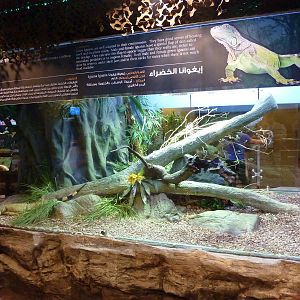 Green iguana enclosure