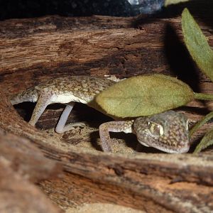 Khobar ground gecko