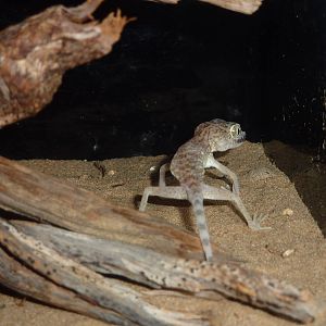 Large-headed ground gecko