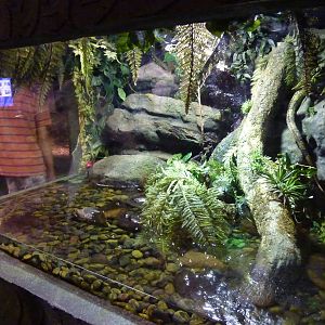Caiman lizard enclosure