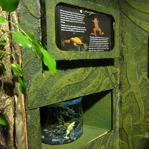 Albino african-clawed frog tank