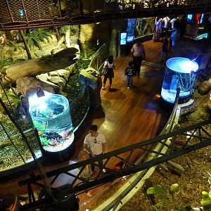 Looking down onto Amazon tanks