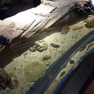 Invertebrate tank
