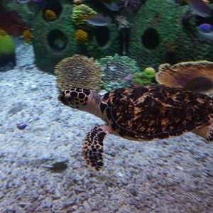 Hawksbill turtle