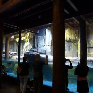 Humboldt penguin enclosure