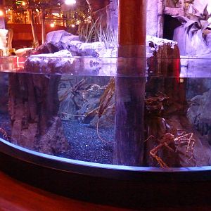 Japanese giant spider crab enclosure