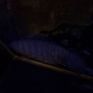 Bathynomus giganteus