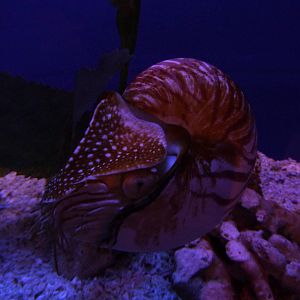 Chambered nautilus