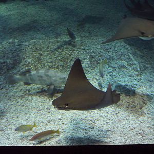 Cownose rays in main tank