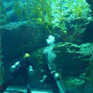 Divers in main tank