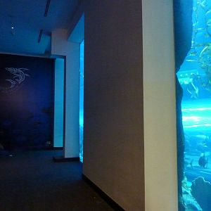 Secret viewing area for main tank