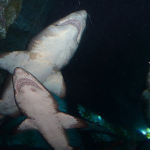 Sandtiger sharks