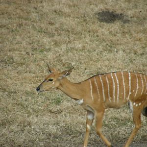 nyala