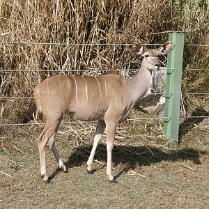 greater kudu