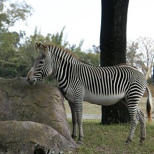grevys zebra