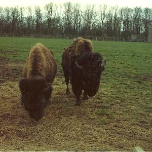 American Bison early 1980s