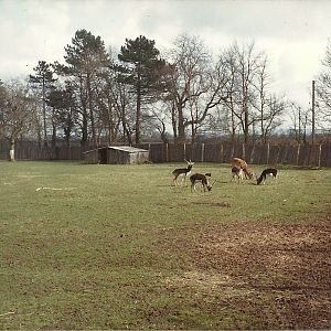 Bachelor herd of Blackbuck and male Red Lechwe early 1980s