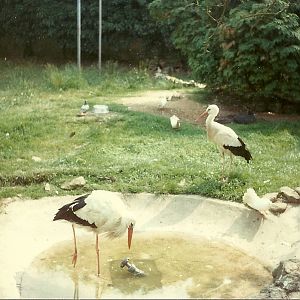 European White Storks and part of a Sacred Ibis early 1980s