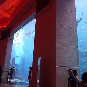 Ambassador lagoon viewing windows