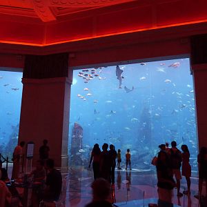 Ambassador lagoon viewing windows